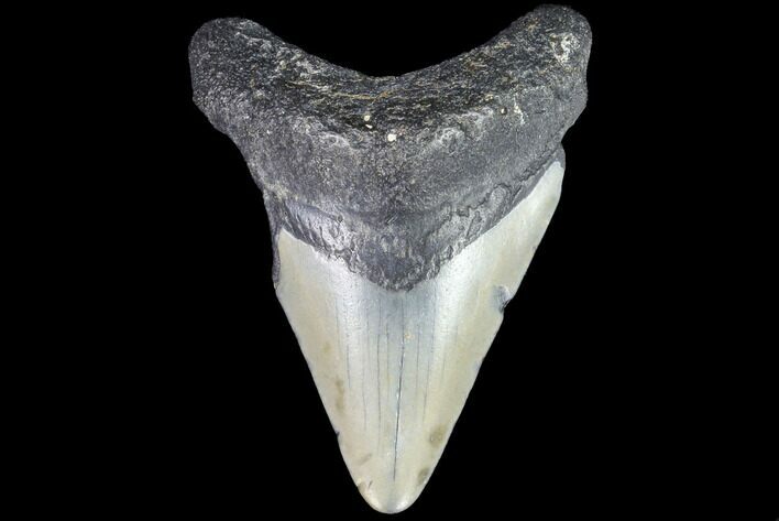 Juvenile Megalodon Tooth - Georgia #91127